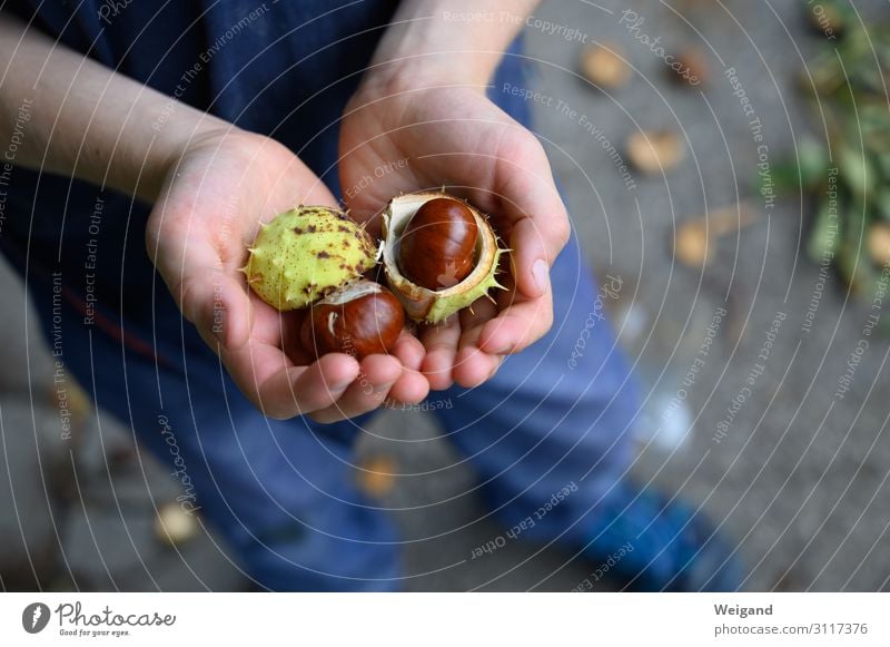 Kastanien Kinderspiel Erntedankfest Kindererziehung Kindergarten Mensch Kindheit Leben 1 3-8 Jahre braun Sympathie Neugier Herbst Kastanienbaum Sammlung Basteln