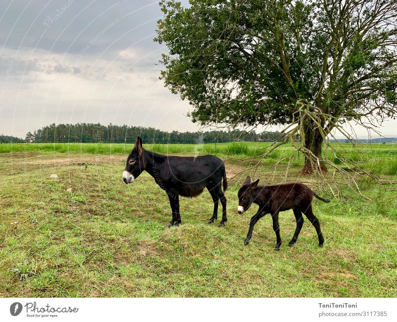 Esel Mutter mit Kind Erholung ruhig Freizeit & Hobby Ferien & Urlaub & Reisen Ausflug Sommerurlaub Garten Natur Landschaft Pflanze Himmel Herbst Baum Sträucher