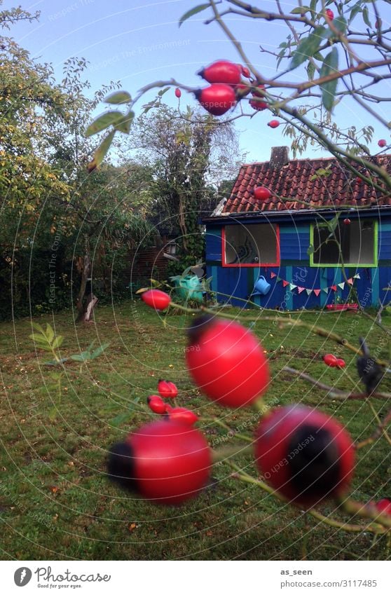 Wenn der Herbst kommt ... Wellness harmonisch Häusliches Leben Wohnung Garten Dekoration & Verzierung Erntedankfest Umwelt Natur Landschaft Baum Gras Hagebutten