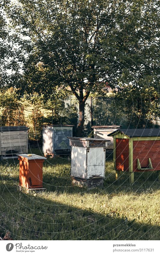 Bienenstand mit einigen Bienenstöcken in einem Obstgarten Sommer Natur Tier authentisch natürlich Liebling Bienenzucht Imkerei Honigbiene Bienenkorb Ackerbau