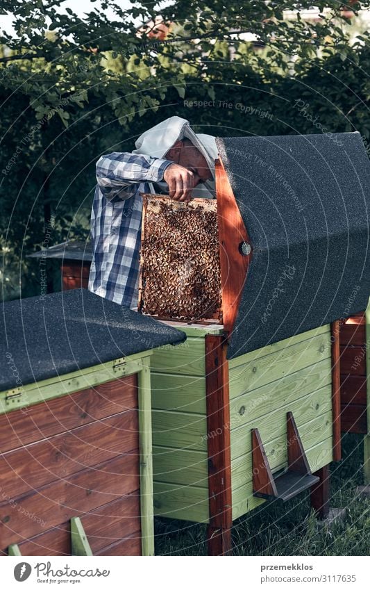 Imker, der im Bienenstock arbeitet. Lifestyle Sommer Mensch Mann Erwachsene 1 45-60 Jahre Natur Tier zeichnen authentisch natürlich Liebling Bienenzucht Imkerei