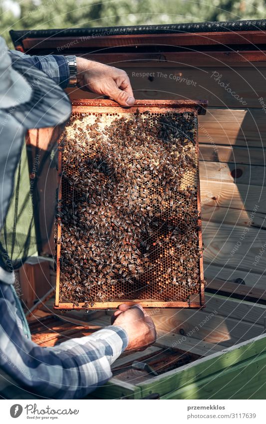 Imker, der im Bienenstock arbeitet. Lifestyle Sommer Mensch Mann Erwachsene Hand 1 45-60 Jahre Umwelt Natur Tier zeichnen authentisch natürlich Liebling