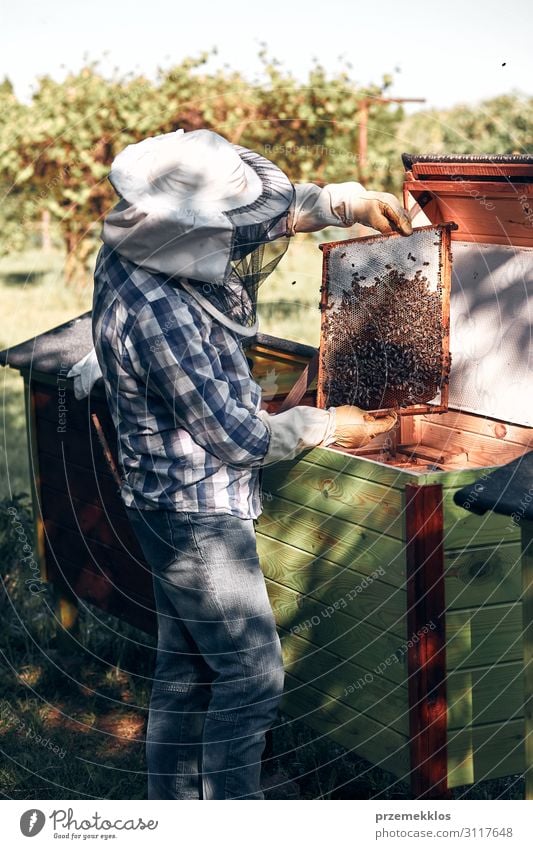 Imker, der im Bienenstock arbeitet. Lifestyle Sommer Mensch Mann Erwachsene 1 45-60 Jahre Umwelt Natur Tier zeichnen authentisch natürlich Leidenschaft Liebling