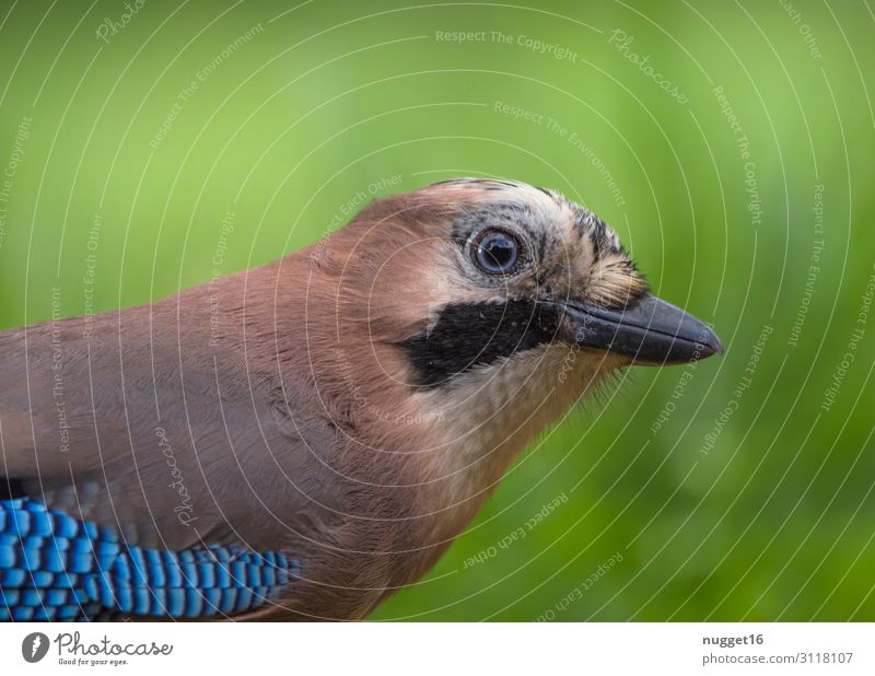 Eichelhäher Portrait Umwelt Natur Tier Frühling Sommer Herbst Schönes Wetter Gras Sträucher Grünpflanze Garten Park Wiese Wald Wildtier Vogel Tiergesicht Flügel