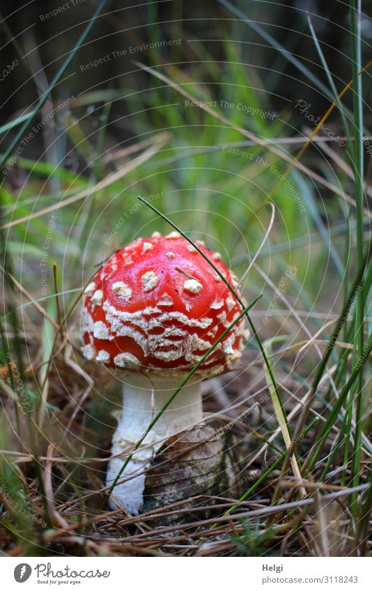 ein kleiner Fliegenpilz wächst im Gras am Waldboden Umwelt Natur Pflanze Herbst stehen Wachstum ästhetisch schön einzigartig natürlich braun grün rot weiß Gift