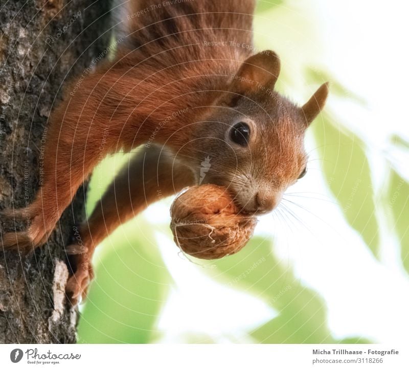 Eichhörnchen mit Nuss im Maul Natur Tier Sonnenlicht Schönes Wetter Baum Blatt Baumstamm Wald Wildtier Tiergesicht Fell Krallen Pfote Kopf Auge Nase Ohr 1