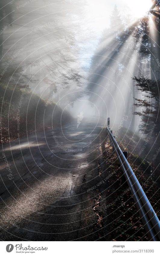 Im dichten Fichtendickicht Ausflug Natur Urelemente Herbst Schönes Wetter Nebel Wald Verkehrswege Straße Leitplanke fahren leuchten Stimmung Sicherheit