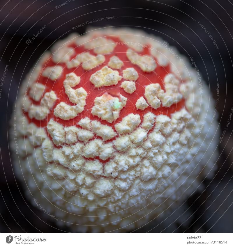 junger Fliegenpilz Umwelt Natur Pflanze Herbst Pilz Pilzhut Wald Wachstum positiv schön rot schwarz weiß Wandel & Veränderung Punkt Fleck Rauschmittel Gift