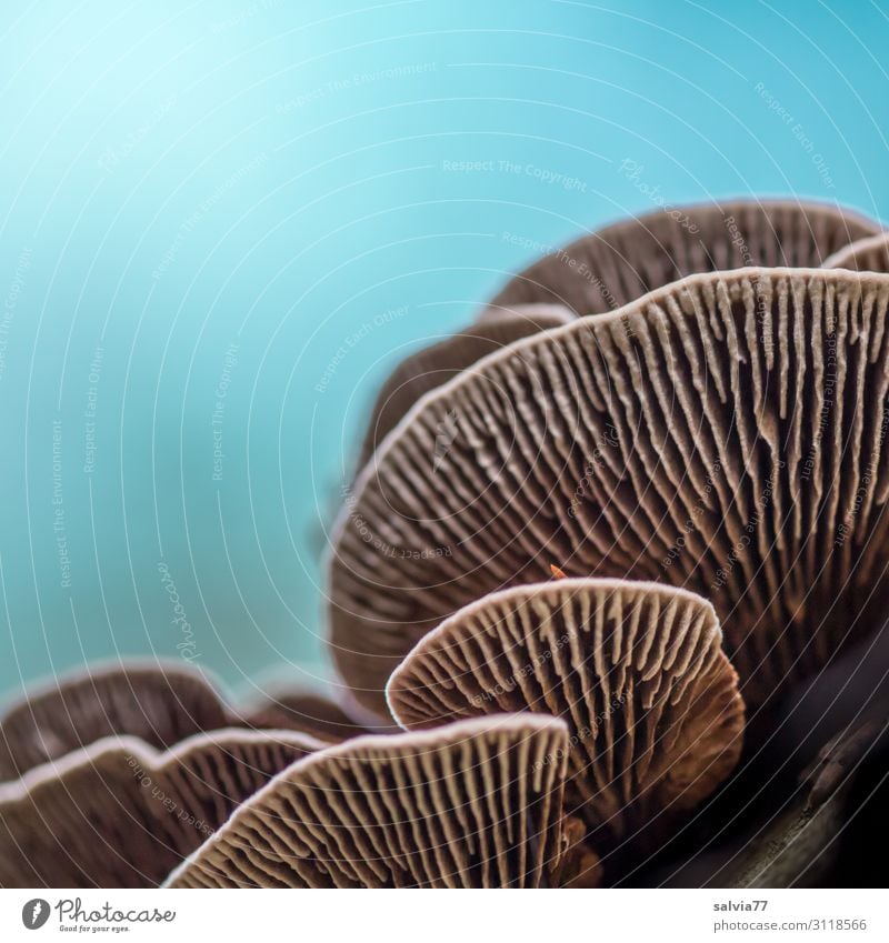 Birkenblättling Umwelt Natur Himmel Herbst Pflanze Pilz Baumpilz Lamellenjalousie Wald Wachstum Vergänglichkeit Farbfoto Außenaufnahme Makroaufnahme Muster