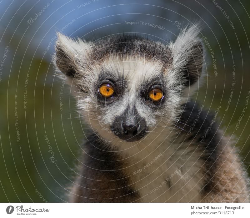 Katta mit verträumtem Blick Natur Tier Himmel Sonnenlicht Schönes Wetter Wildtier Tiergesicht Fell Halbaffen Affen Kopf Auge Ohr Nase Maul 1 beobachten glänzend