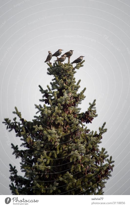 Spitzenposition Umwelt Natur Landschaft Pflanze Baum Tanne Fichte Nadelbaum Park Wald Tier Vogel Star Zugvogel Tiergruppe beobachten sitzen warten hoch oben