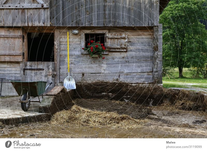 Bauernhof ländlich Dorf Garten Haus Häusliches Leben Landschaft Grundbesitz Hütte Kuh Wirtschaft Säugetier Haushaltsführung Vieh Karre Scheune Misthaufen