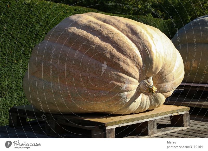 Riesiger gelber Kürbis Herbst Ernte orange Lebensmittel Halloween Jahreszeiten frisch Bauernhof Gesunde Ernährung Natur rot Gemüse Landwirtschaft Pflanze schön