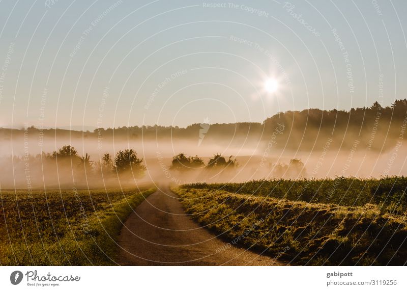 Als ich mal früh aufstand ... Umwelt Natur Landschaft Urelemente Erde Luft Himmel Wolkenloser Himmel Sonnenaufgang Sonnenuntergang Herbst Schönes Wetter Wiese