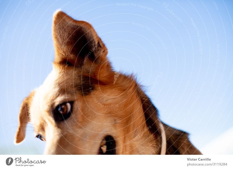 Ein glücklicher und gesunder adoptierter Hund Tier Haustier 1 Coolness Tierliebe Wahrheit Ehrlichkeit authentisch Farbfoto Textfreiraum rechts Morgen