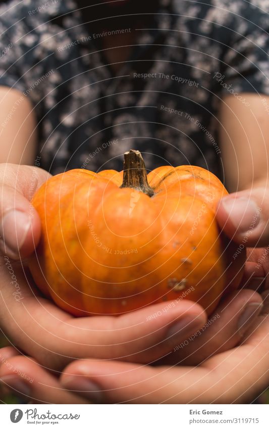 Mann mit Mini-Kürbis in Nahaufnahme Mensch maskulin Junger Mann Jugendliche Finger 1 18-30 Jahre Erwachsene Natur Pflanze Nutzpflanze Mode Hemd orange Stimmung