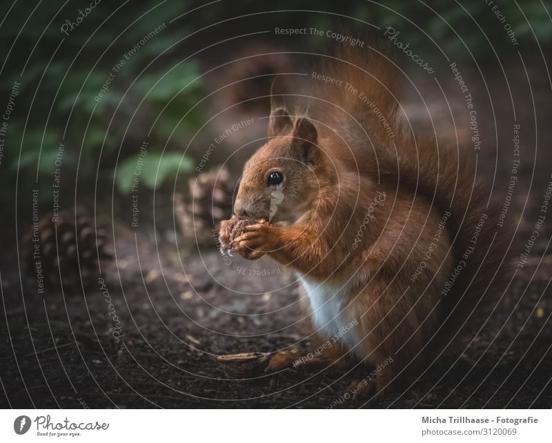 Eichhörnchen frisst Nuss Natur Tier Sonnenlicht Blatt Wald Wildtier Tiergesicht Fell Krallen Pfote Kopf Auge Ohr Schwanz 1 Fressen sitzen nah niedlich braun