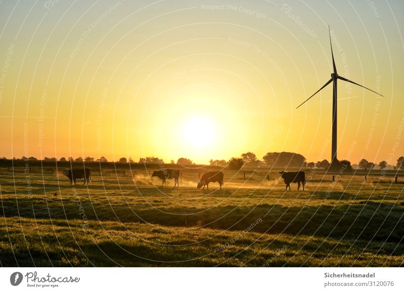 Kühe bei Sonnenaufgang Landschaft Herbst Schönes Wetter Wiese Nutztier Kuh 4 Tier Herde gold Zufriedenheit Windrad Farbfoto Außenaufnahme Textfreiraum oben