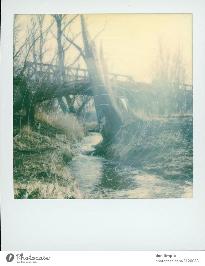 urban nature Herbst Winter Baum Flussufer Bach Magdeburg Stadt Idylle Natur Winterhafen Eisenbahnbrücke Farbfoto Außenaufnahme Polaroid Menschenleer