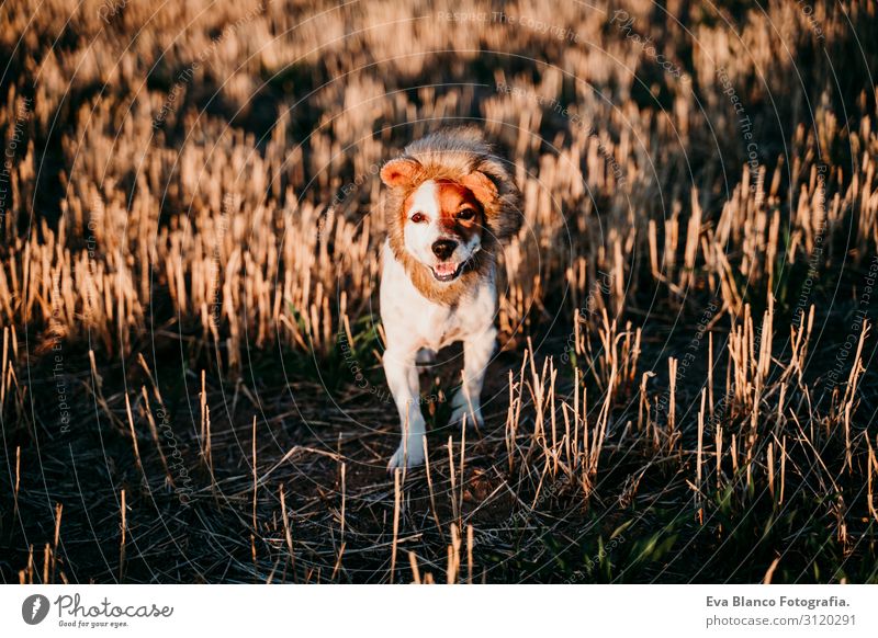 süßer kleiner Jack-Russell-Terrier-Hund in einem gelben Feld bei Sonnenuntergang. Ein lustiges Löwenkönigskostüm auf dem Kopf tragend. Haustiere im Freien und Humor