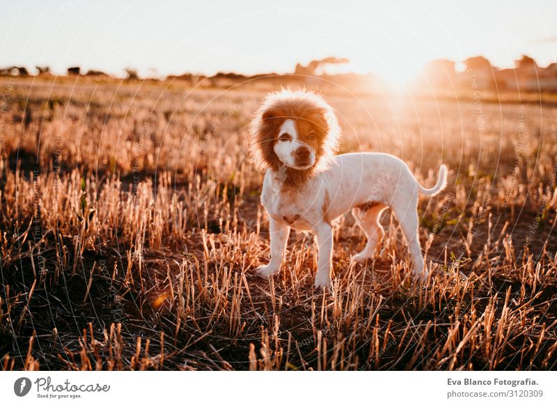 süßer kleiner Jack-Russell-Terrier-Hund in einem gelben Feld bei Sonnenuntergang. Ein lustiges Löwenkönigskostüm auf dem Kopf tragend. Haustiere im Freien und Humor