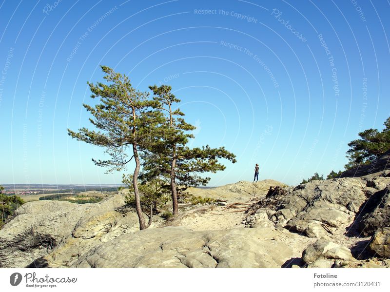 Hoch hinaus Mensch feminin Junge Frau Jugendliche 1 Umwelt Natur Landschaft Pflanze Urelemente Erde Himmel Wolkenloser Himmel Sommer Baum Wildpflanze Felsen