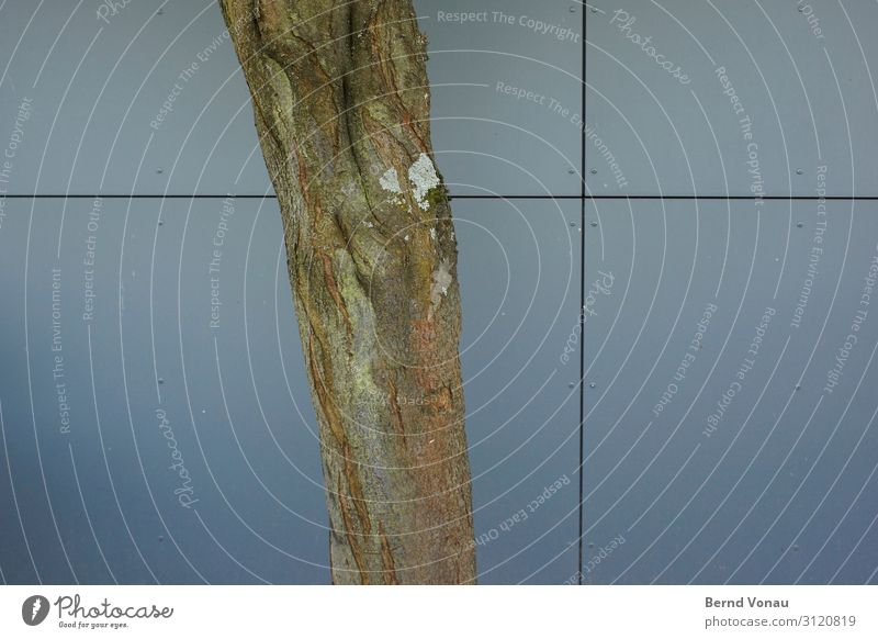 Nachbarschaft Pflanze Baum Industrieanlage Mauer Wand Fassade authentisch Baumrinde verkleidet Fuge Kreuz nebeneinander Zusammensein Linie blau grau gewachsen