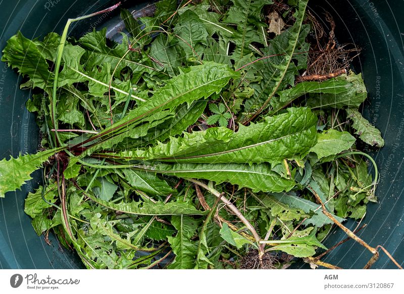 Gartenfreuden Leben Erholung Freizeit & Hobby Sommer Mensch Umwelt Natur Pflanze Grünpflanze Löwenzahn Unkraut essbar root Wiese Arbeit & Erwerbstätigkeit knien