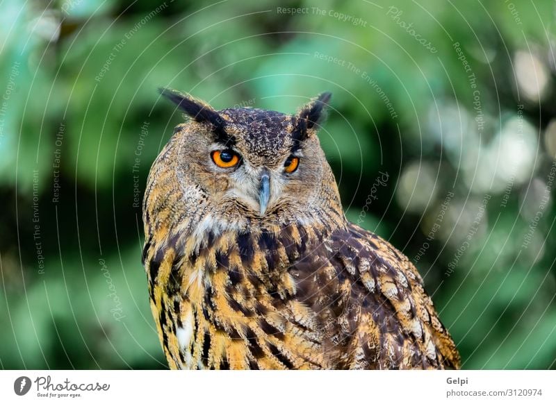 Königskauz schön Natur Tier Wald Vogel Flügel klein lustig natürlich niedlich wild braun gelb gold grün schwarz weiß Tierwelt Waldohreule Beute Raubtier sonnig