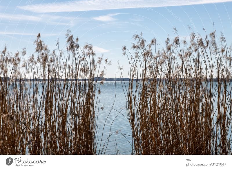 Gestrüpp mit Wasser und Himmel Umwelt Natur Landschaft Sonne Sonnenlicht Frühling Schönes Wetter Gras Sträucher Wildpflanze Seeufer Flussufer Schwimmen & Baden