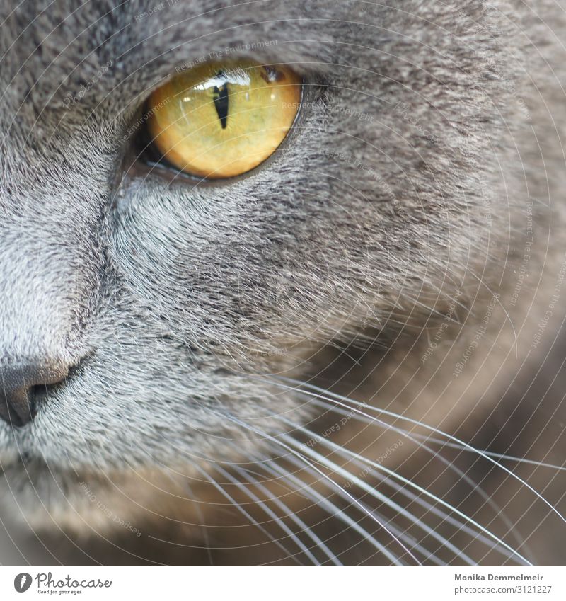 Schau mir in die Augen Garten Umwelt Natur Tier Haustier Katze Tiergesicht Fell Pfote Fährte Streichelzoo 1 beobachten Jagd Coolness kuschlig listig niedlich