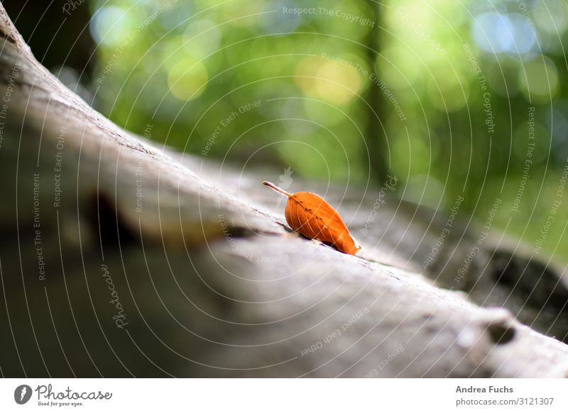 Einzelnes Blatt auf Baumrinde Bokeh Wald Herbst Natur Sonnenlicht natürlich braun grün orange rein ruhig Farbfoto Außenaufnahme Menschenleer Textfreiraum links