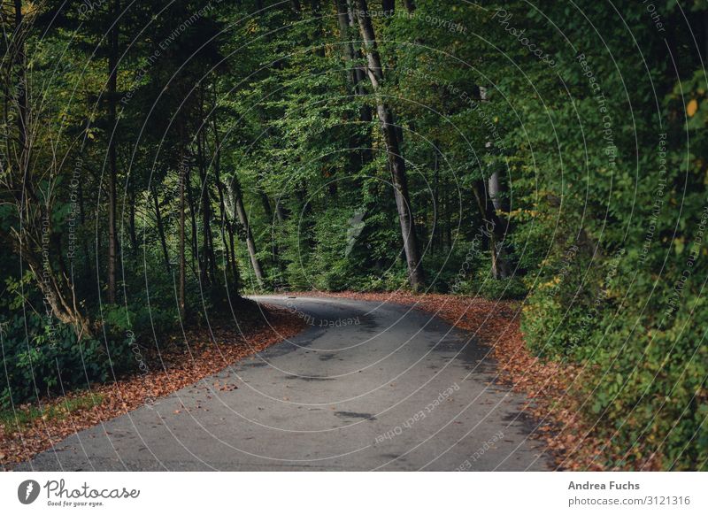 Waldstraße mit Herbstlaub Straße Wege & Pfade herbstlich Herbstblätter Natur Landschaft wandern grau grün Farbfoto Gedeckte Farben Außenaufnahme Menschenleer