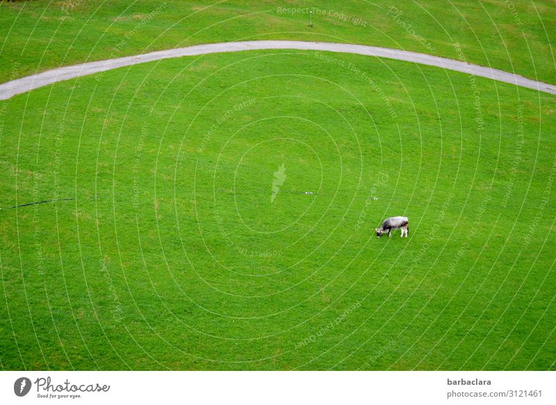 Gras en masse Natur Landschaft Wiese Straße Wege & Pfade Kuh 1 Tier Fressen genießen stehen grün Zufriedenheit Freiheit Klima Überleben Umwelt Ferne Farbfoto