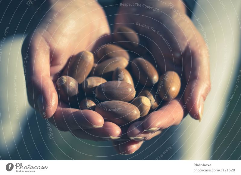 Keeping autumn in your hands Mensch Hand Finger 1 Natur festhalten braun Glück Herbst Eicheln herbstlich Außenaufnahme Sammlung Futter Farbfoto Makroaufnahme