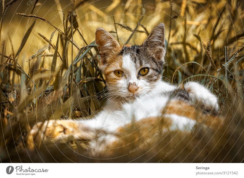 Katze aus Alanya Tier Haustier Wildtier Tiergesicht Fell Krallen Pfote Fährte 1 Tierjunges beobachten füttern Spielen gelb gold orange Wildkatze Katzenbaby