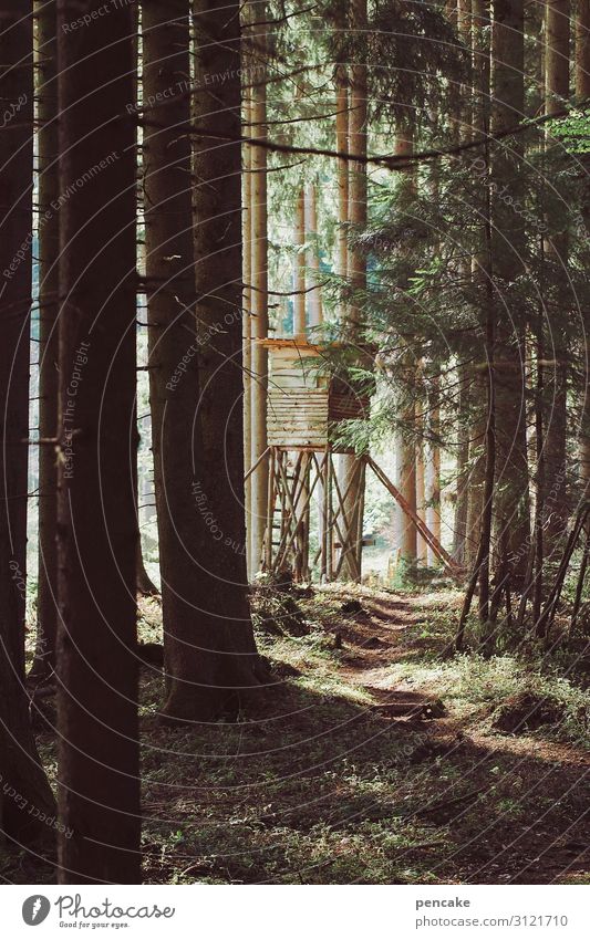 trojaner Jagd Natur Landschaft Wald beobachten wandern verstecken Tarnung Hochsitz Waldspaziergang Fußweg Farbfoto Außenaufnahme Abend Sonnenlicht