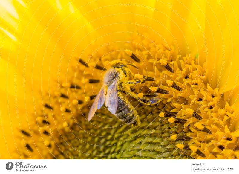 Honey bee covered with yellow pollen collecting sunflower nectar Sommer Umwelt Natur Klima Klimawandel Pflanze Garten Wiese Feld Tier Nutztier Biene 1 gelb