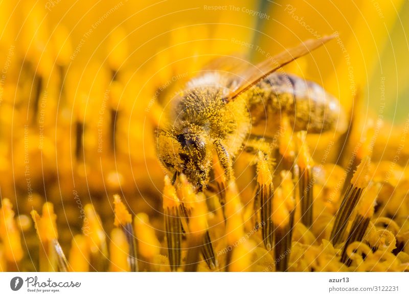 Honey bee covered with yellow pollen collecting sunflower nectar Sommer Umwelt Natur Sonne Klima Klimawandel Pflanze Garten Wiese Feld Tier Nutztier Biene 1