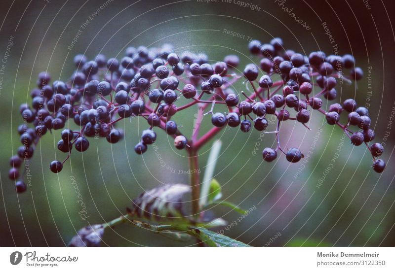 Holunder Wunder Natur Herbst Pflanze Wald Lebensfreude ruhig Fotogafie Farbfoto Detailaufnahme