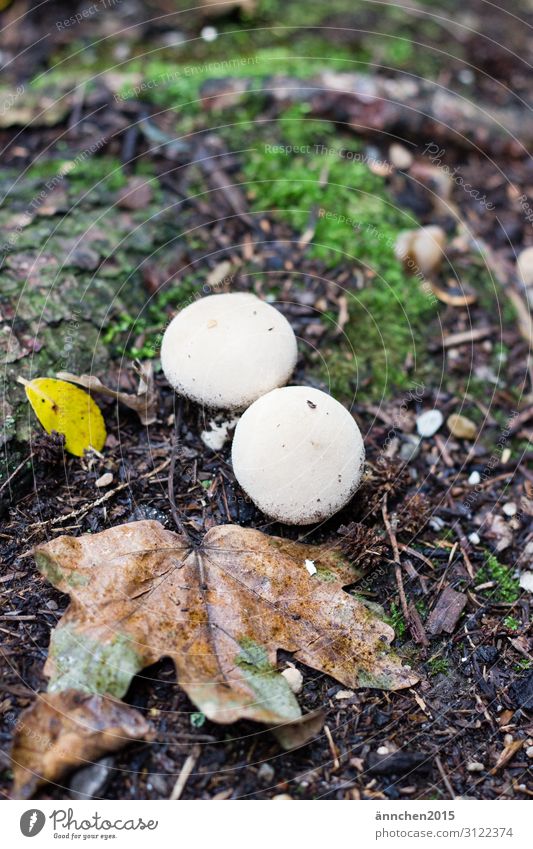 Herbst im Wald Blatt Natur Pilz Moos grün weiß braun Regen Spaziergang Fund finden sammeln