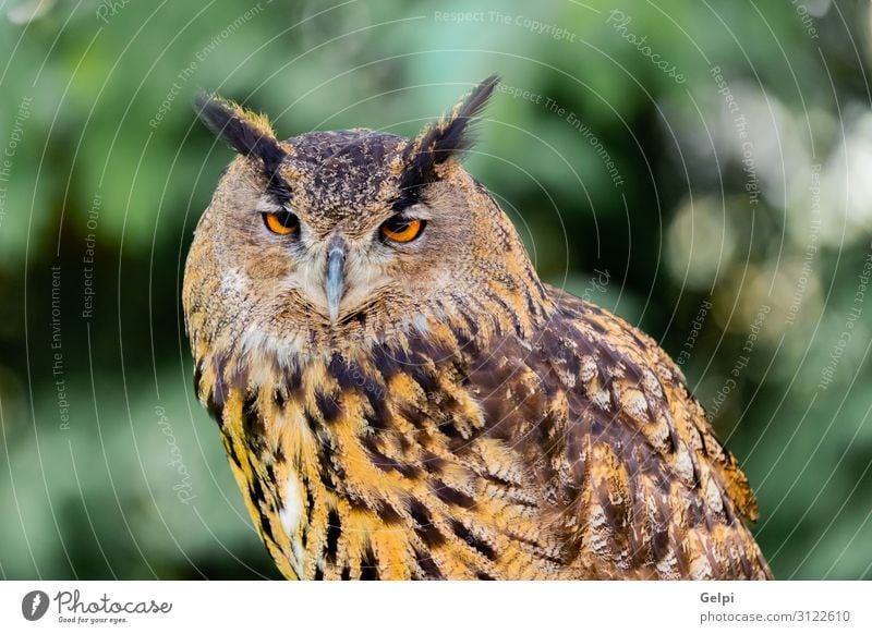 Königskauz schön Natur Tier Wald Vogel Flügel klein lustig natürlich niedlich wild braun gelb gold grün schwarz weiß Tierwelt Waldohreule Beute Raubtier sonnig