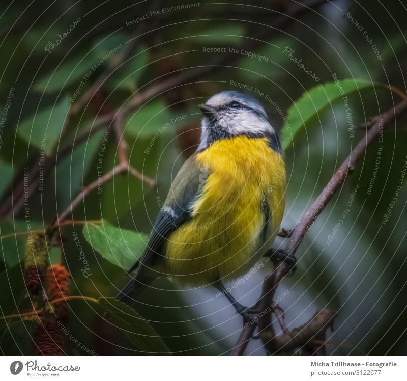 Blaumeise in der Dämmerung Natur Tier Sonnenlicht Baum Blatt Zweige u. Äste Wildtier Vogel Tiergesicht Flügel Krallen Meisen Kopf Schnabel Auge Feder gefiedert