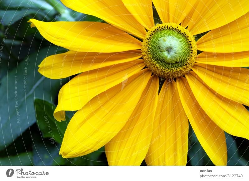 gelbe Rudbeckia mit grünen Blättern Sonnenhut Blume Blüte Blütenblatt Natur Pflanze Sommer Herbst Garten Park Blühend groß schön Stauden Außenaufnahme