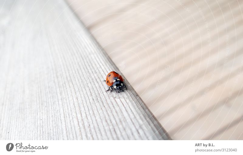 Way Tier Käfer 1 Linie Streifen entdecken krabbeln laufen grau rot schwarz weiß Hoffnung Idylle Inspiration Mobilität Überleben Umwelt Umweltschutz