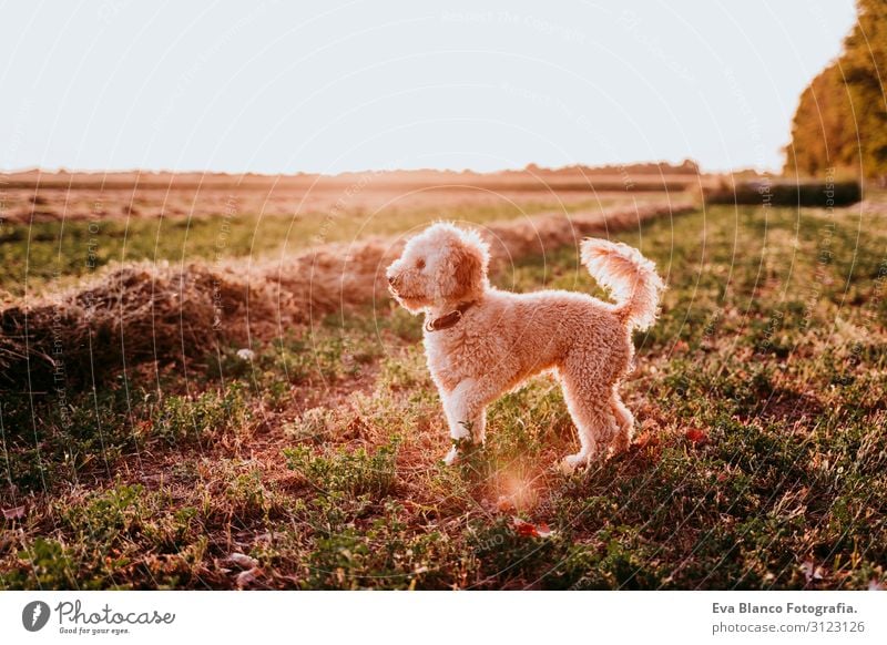 süßer brauner Spielzeugpudelhund, der bei Sonnenuntergang an der Landschaft steht. Spaß, Sport und Haustiere im Freien Jugendliche Frau Feld Hut Lifestyle