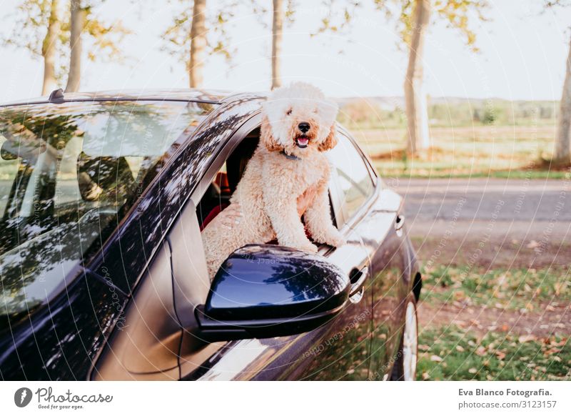 junge kaukasische Frau mit ihrem Pudelhund in einem Auto. Reisekonzept. Lebensstil und Haustiere Jugendliche Sonnenuntergang Feld Lifestyle lässig Gegenlicht