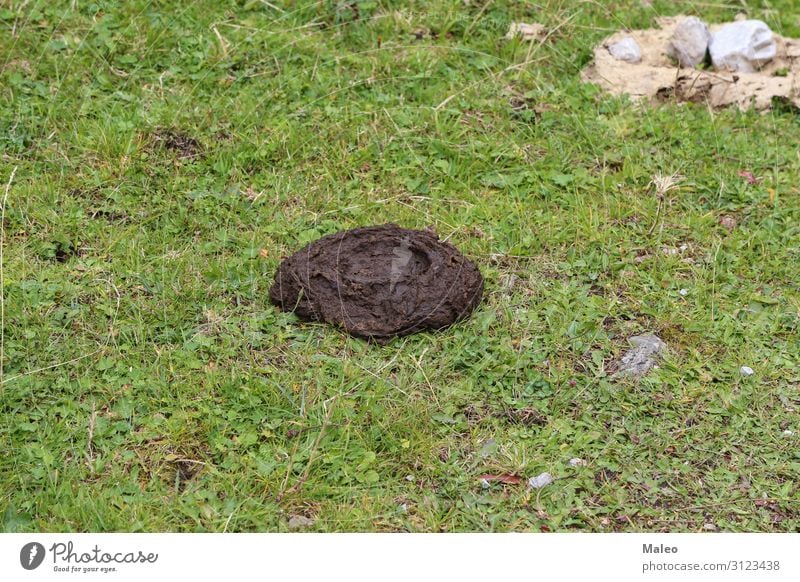 Ein Kuhkuchen im Gras Landwirtschaft Hintergrundbild Vieh Misthaufen Bauernhof Düngung Feld grün Natur natürlich organisch Kot Tier braun dreckig Haufen Bulle