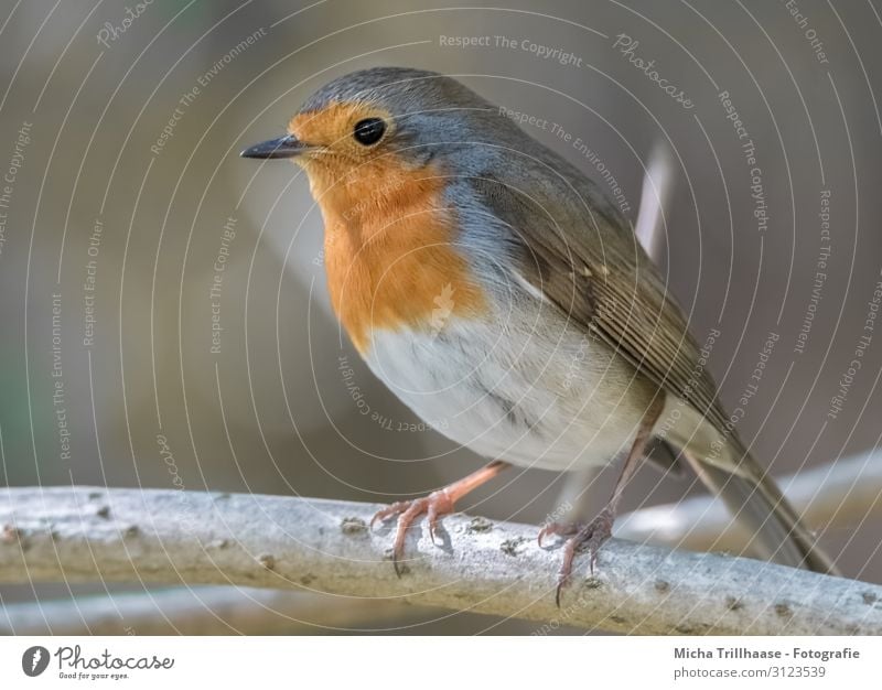 Rotkehlchen im Sonnenschein Natur Tier Sonnenlicht Schönes Wetter Baum Zweige u. Äste Wildtier Vogel Tiergesicht Flügel Krallen Kopf Schnabel Auge Feder