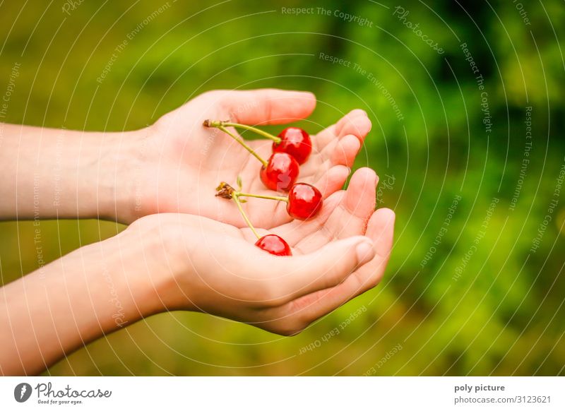 zwei Hände halten 2 frisch gepflückte Päarchen von Kirschen grün Nutzpflanze Natur Sommertag selbstversorgung Obstbaum Deutschland Schrebergarten Garten Hand